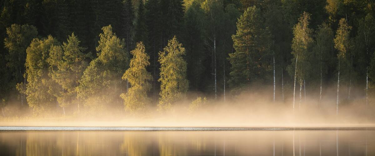 A calm lake with dense forest reflection and mist.