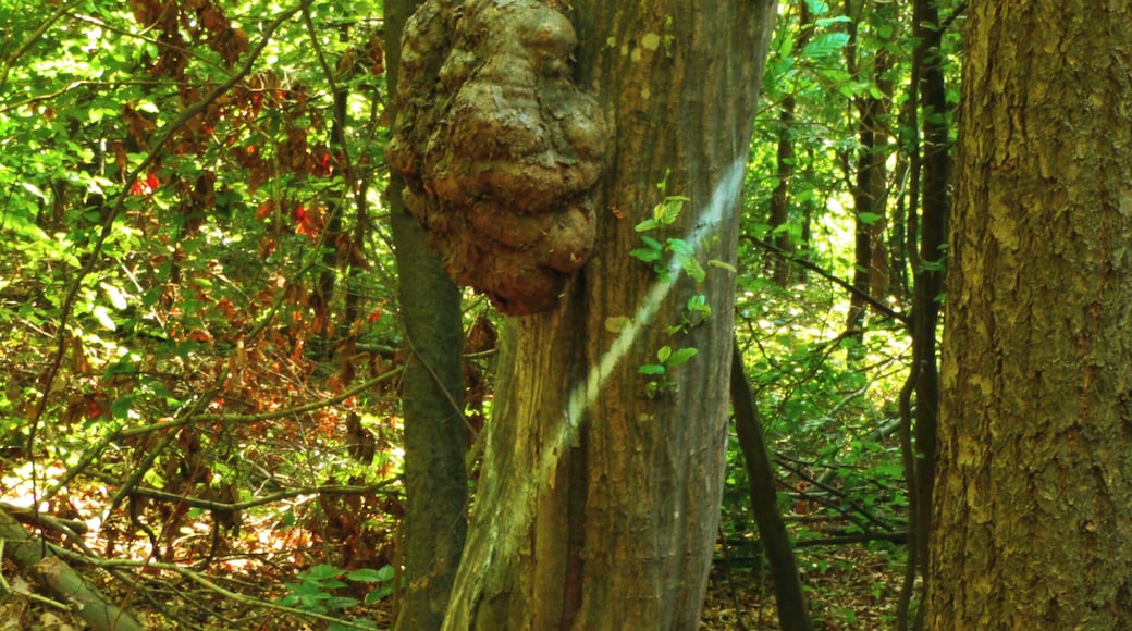 Wooden Head
