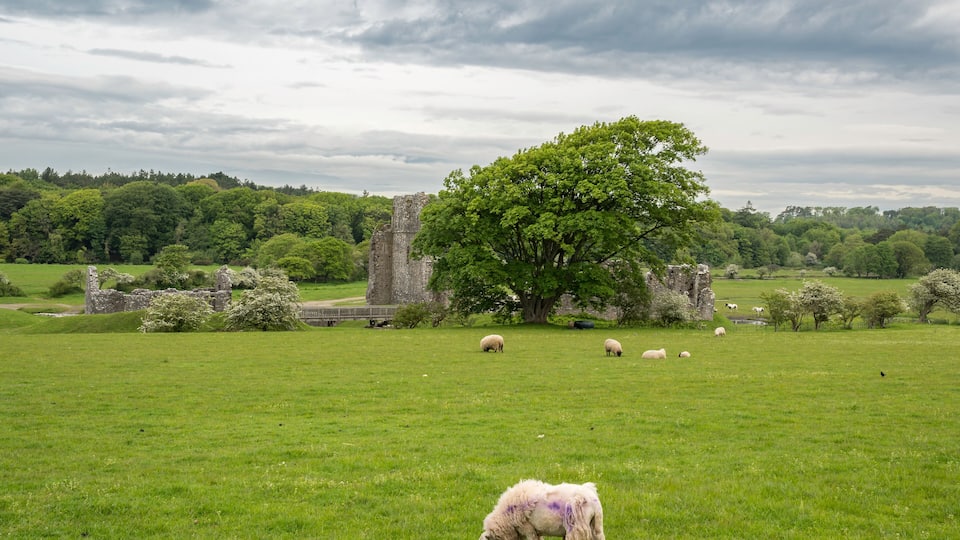 A green field with sheep grazing, a large tree, and stone ruins in the background.