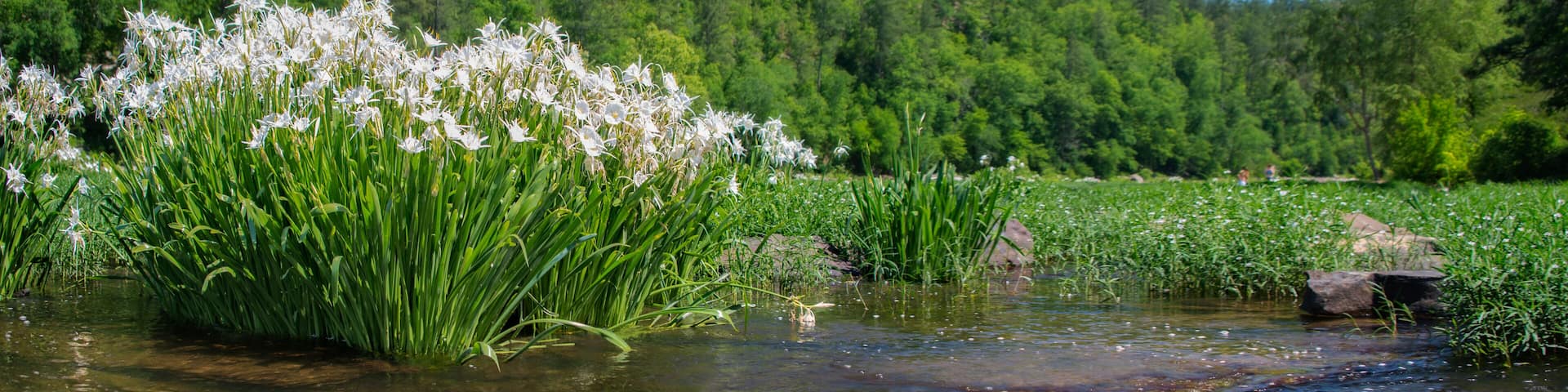 Cahaba River 2017 Cahaba lily season, blue sky and reflections on the water