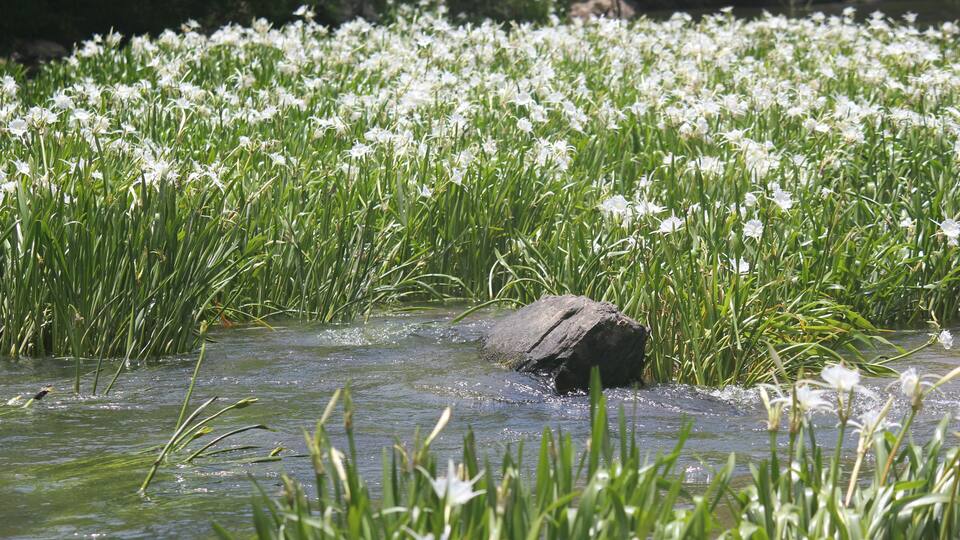 A rock in a river surrounded by white flowers and green grass.