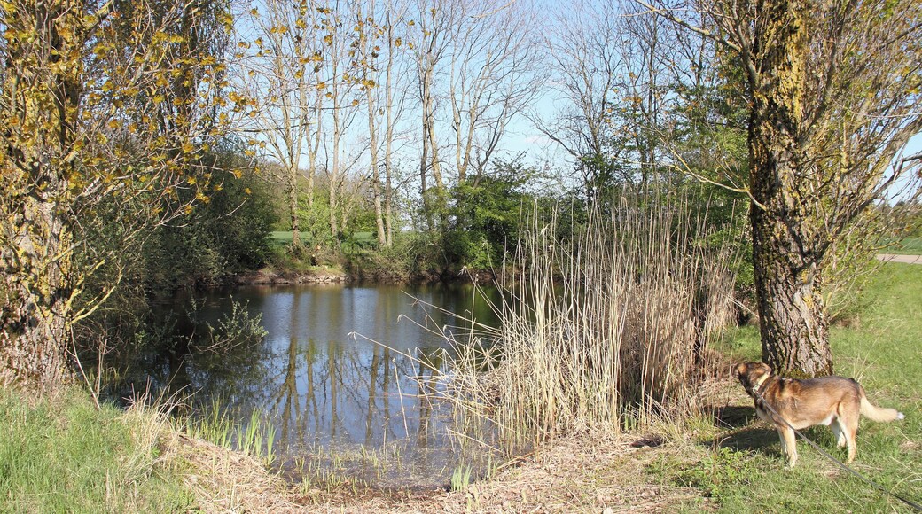 Das Naturdenkmal Feuchtgebiet Seewiesen im Weikersheimer Ortsteil Neubronn-Oberndorf (Frühjahr 2017).