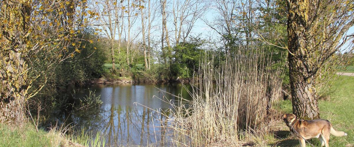 A dog near a pond surrounded by trees and grass.