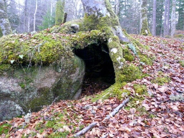 Tree-root cave, Black Rock Gorge The tree roots have grown partly over a large boulder, forming a small cave with openings at both ends.