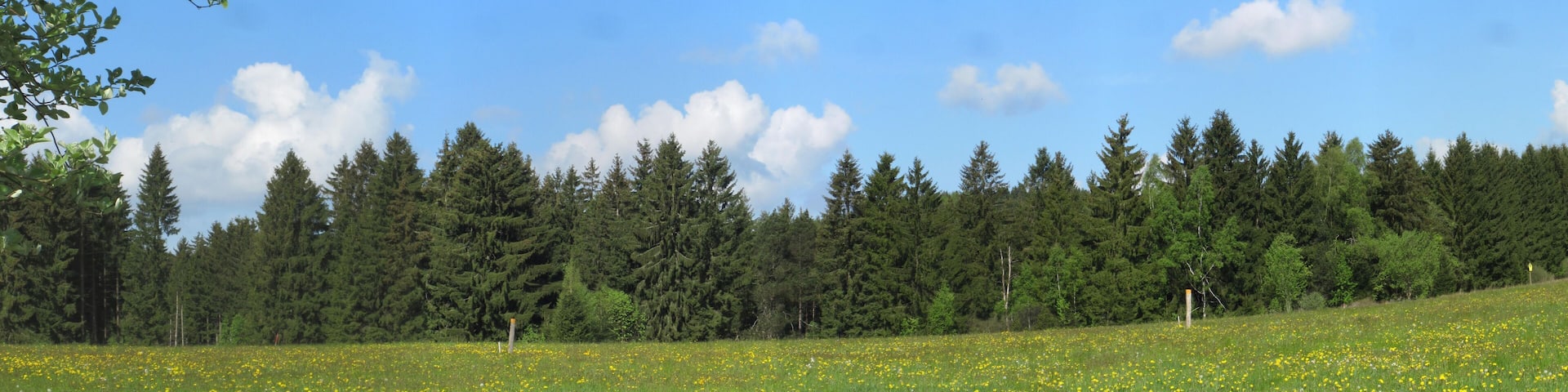 Das Naturschutzgebiet Moore südlich von Schönheide entstand 2013 durch eine Verordnung des Erzgebirgskreises. Blick auf die Baumgärtels-Kiefern.