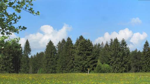 Das Naturschutzgebiet Moore südlich von Schönheide entstand 2013 durch eine Verordnung des Erzgebirgskreises. Blick auf die Baumgärtels-Kiefern.