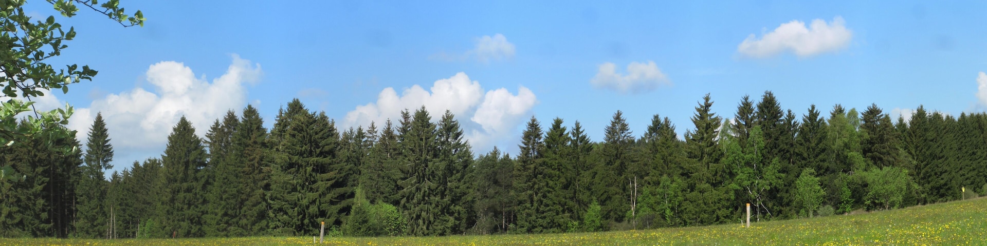 Das Naturschutzgebiet Moore südlich von Schönheide entstand 2013 durch eine Verordnung des Erzgebirgskreises. Blick auf die Baumgärtels-Kiefern.
