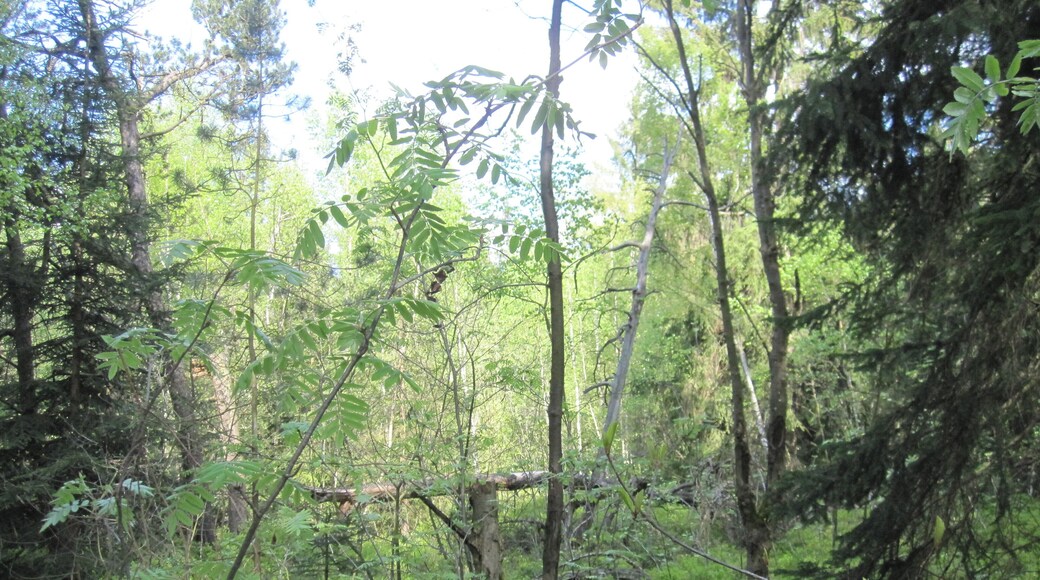 Das Naturschutzgebiet Moore südlich von Schönheide entstand 2013 durch eine Verordnung des Erzgebirgskreises. Baumgärtels-Kiefern.