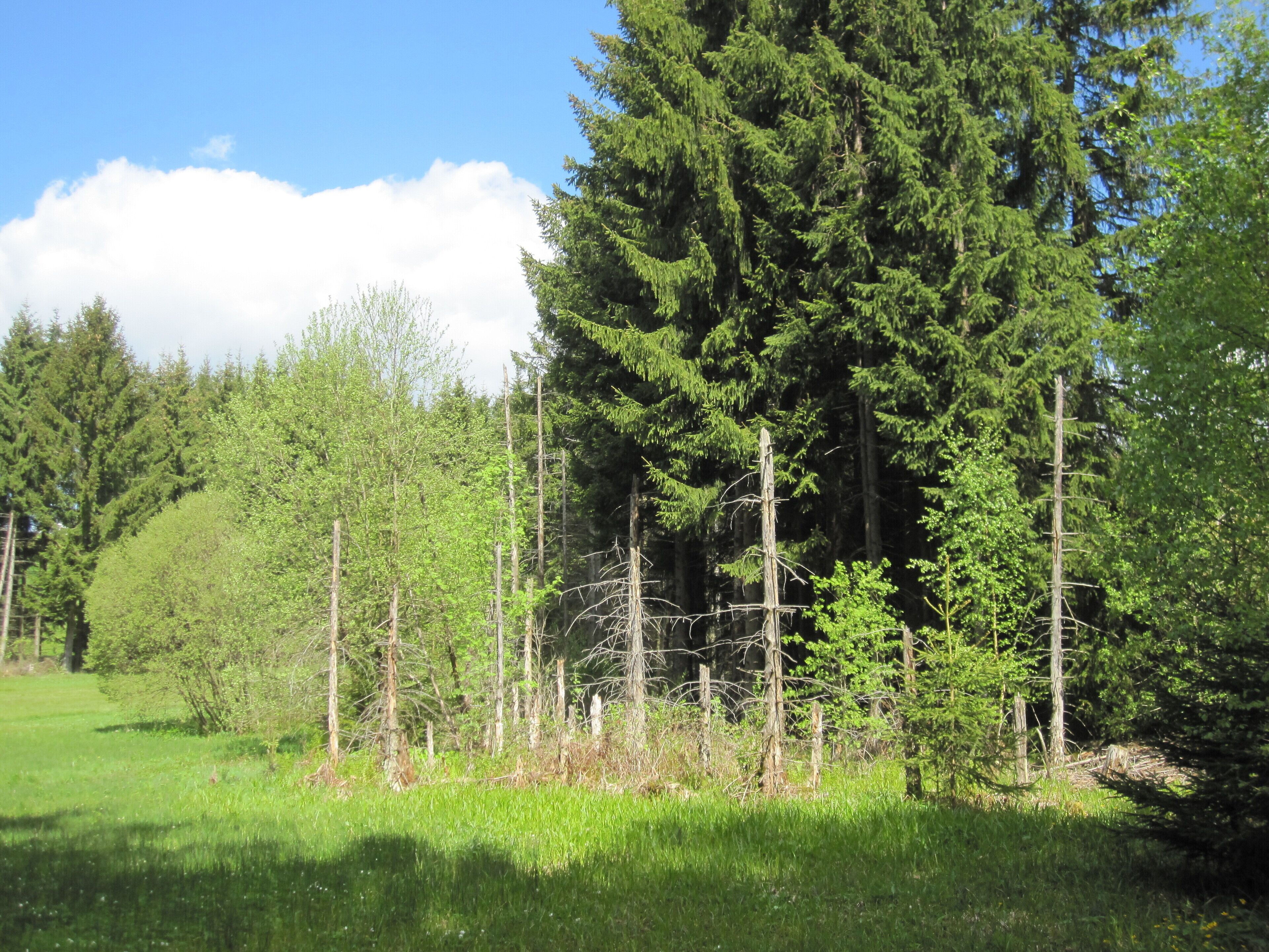 Das Naturschutzgebiet Moore südlich von Schönheide entstand 2013 durch eine Verordnung des Erzgebirgskreises. Baumgärtels-Kiefern.