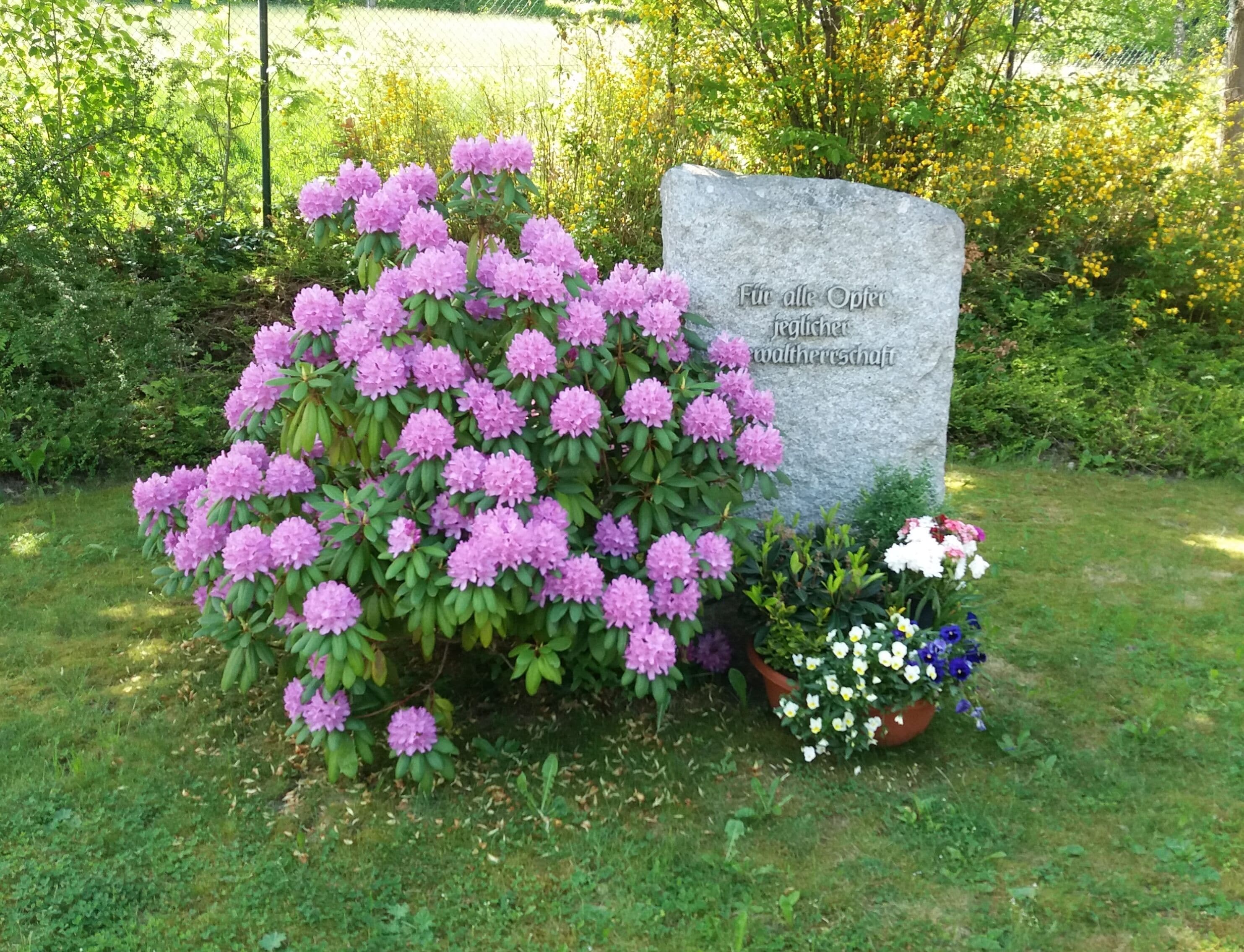 Schönheide im Erzgebirge: Gedenkstein auf dem 1996 angelegten „neuen Friedhof“. Dieser Gedenkstein soll alle anderen früher in Schönheide aufgestellten Erinnerungstätten an Opfer des nationalsozialistischen Terrors ersetzen. So gab es am Rathaus ein an den Schönheider Arbeiter und Kommunisten Rudi Radecker (geboren 24. Oktober 1914) erinnerndes Mahnmal. Er wurde 1942 zum Tode verurteilt und hingerichtet. Auf dem alten Friedhof stand ein Denkmal für die Opfer der Todesmärsche im April 1945. Mitte April 1945 wurden vor dem Vorrücken der US-amerikanischen Truppen Insassen von Außenlagern des Konzentrationslagers Flossenbürg (die es auch in Legenfeld und Schönheide gab) in Richtung Tschechoslowakei getrieben. Dabei wurden erschöpfte Menschen erschossen. Auf dem alten Friedhof in Schönheide wurden über 30 dieser Opfer bestattet. Auf diesem Mahnmal stand: Hier ruhen die von Nazihorden unschuldig Hingemordeten.