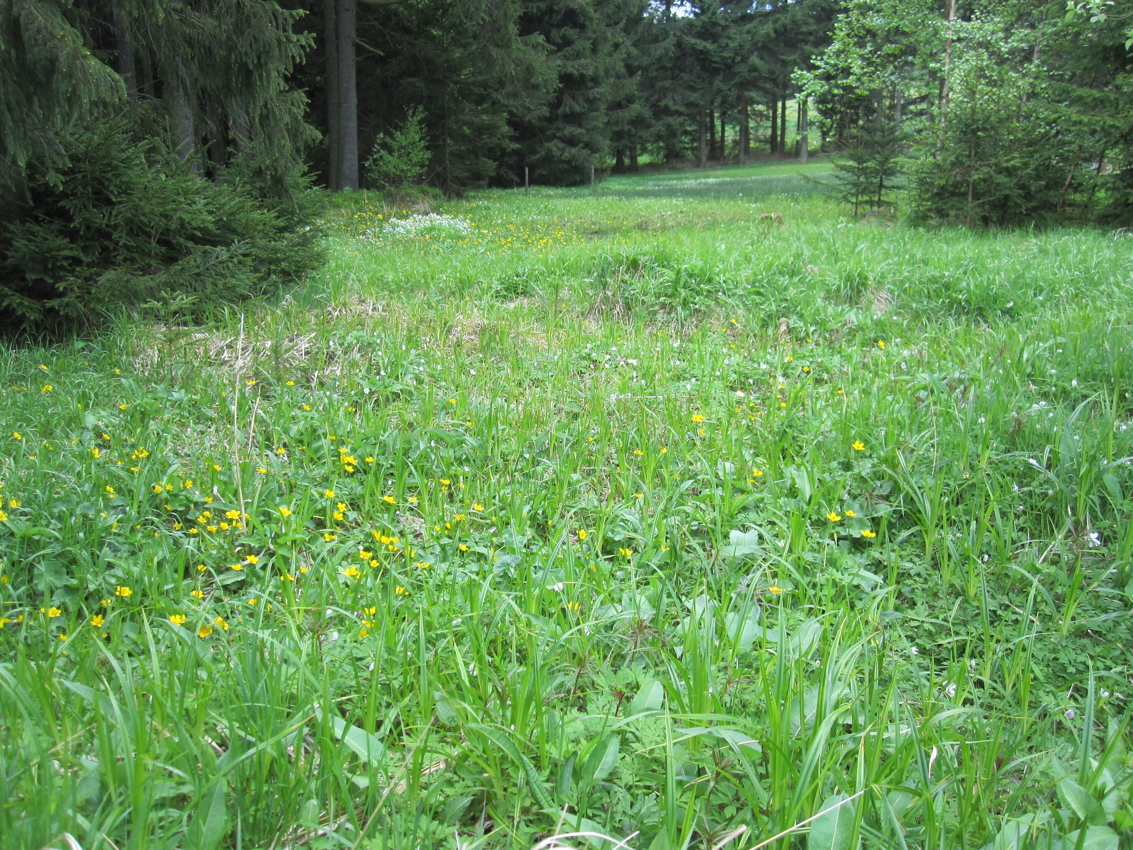 Das Naturschutzgebiet Moore südlich von Schönheide entstand 2013 durch eine Verordnung des Erzgebirgskreises. Baumgärtels-Kiefern.