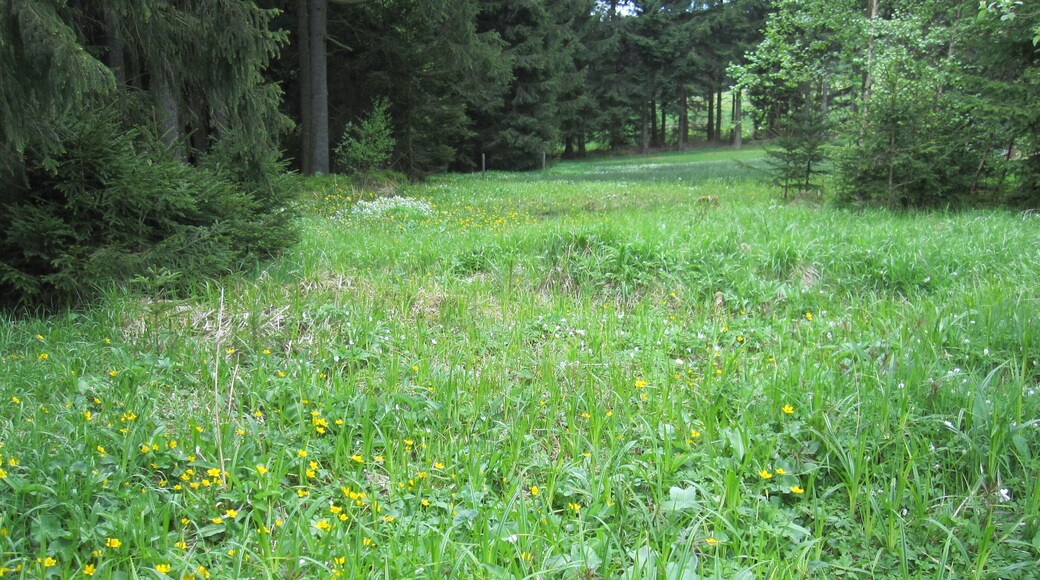 Das Naturschutzgebiet Moore südlich von Schönheide entstand 2013 durch eine Verordnung des Erzgebirgskreises. Baumgärtels-Kiefern.