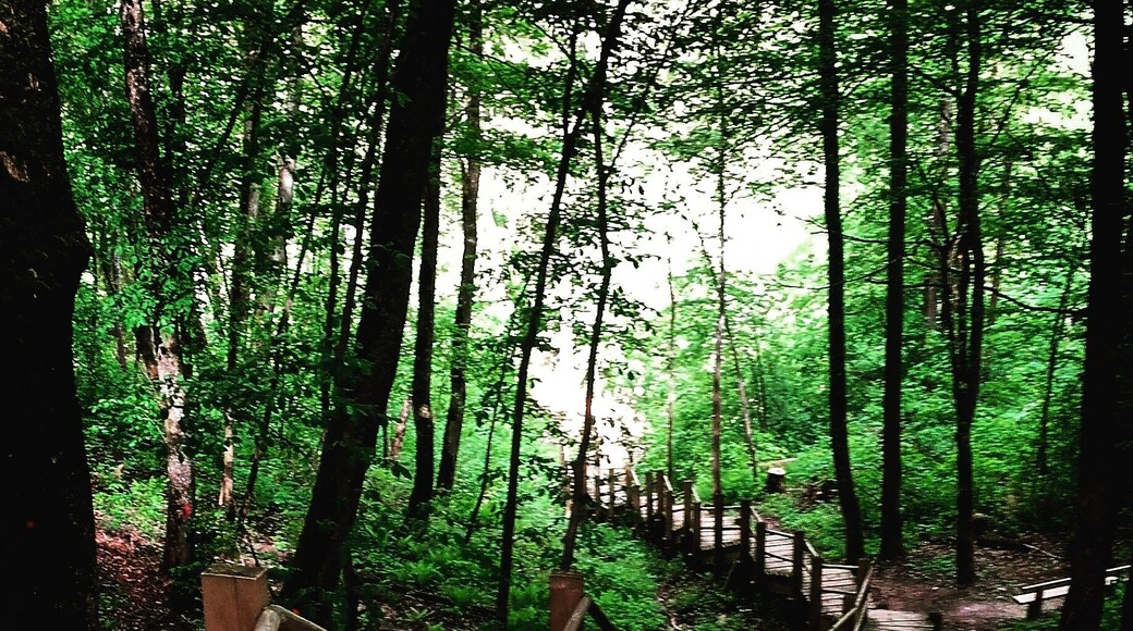 Entering Gauja national park. The descent to the woods was epic n it is a wonderful park, however poor on directions, so be aware😃
About over an hour's ride from Riga n totally worth it😃
#latvia #latvian #nationalparks #nature #wild #descent #baltics #place #mustsee #woods #outdoors #awesome #photo #moment