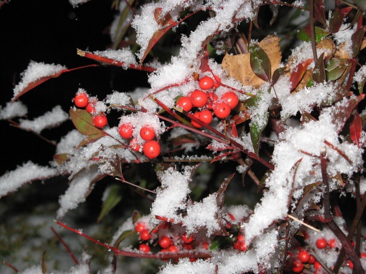 Yes, it snows in Atlanta.   Not often, and not much, but it does snow.  