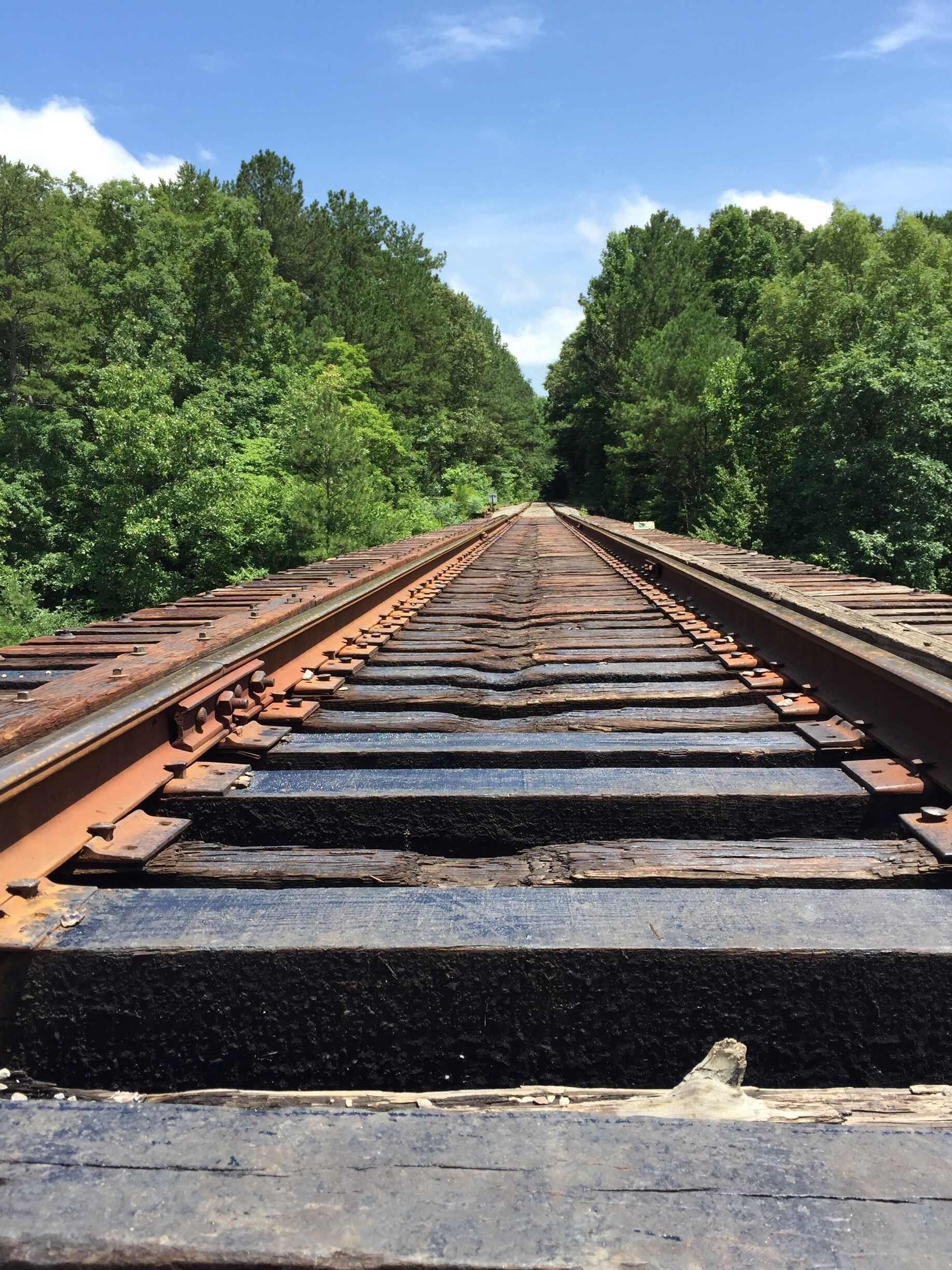A railway track surrounded by dense green forest.