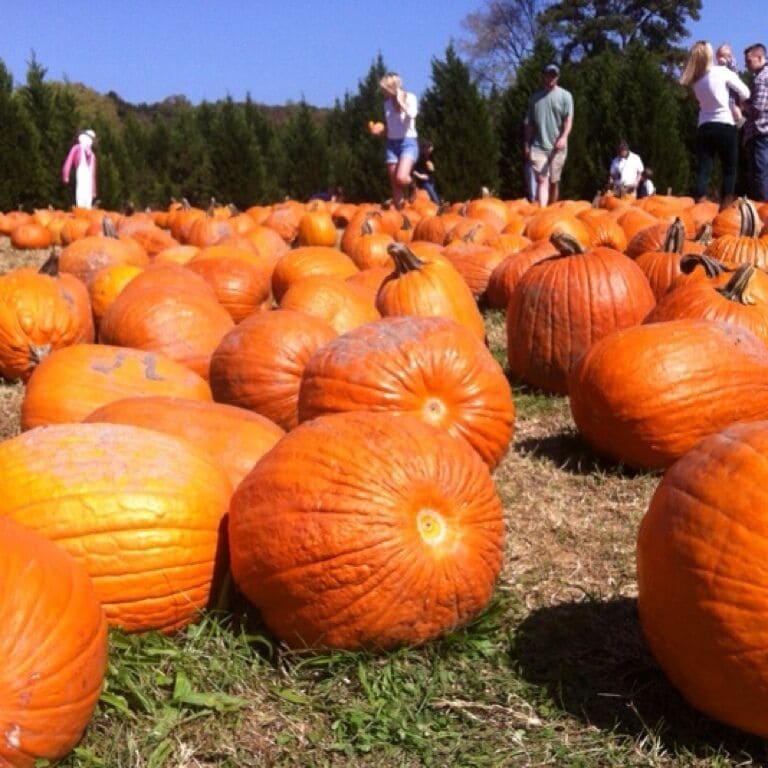 In search of the great pumpkin patch...