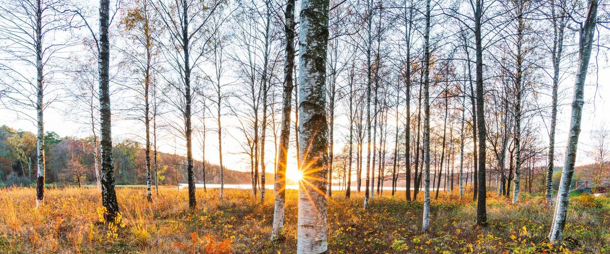 A forest with birch trees and a sunset in the background.