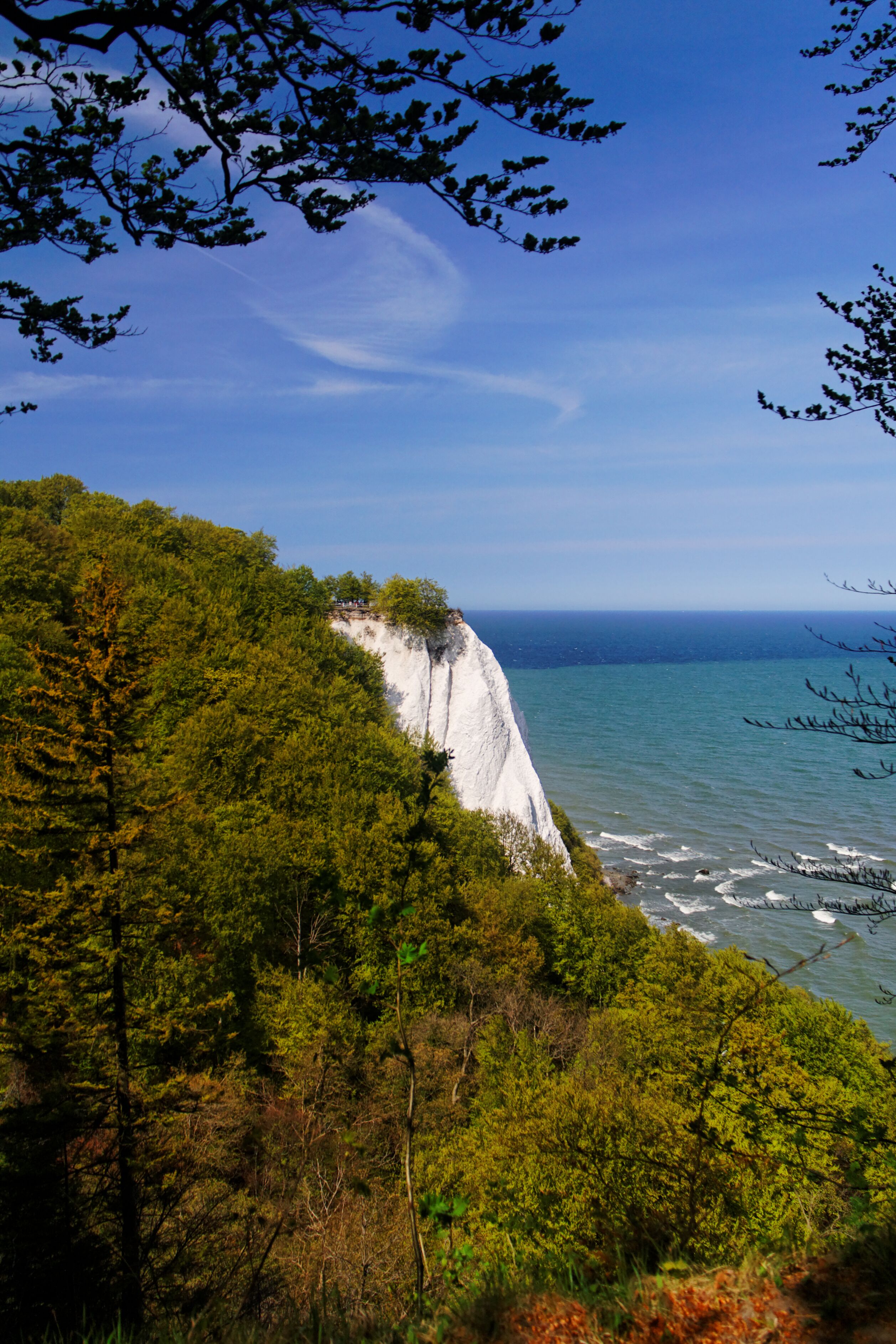 A coastal cliff with a white face, surrounded by dense green forest, and the ocean in the background.