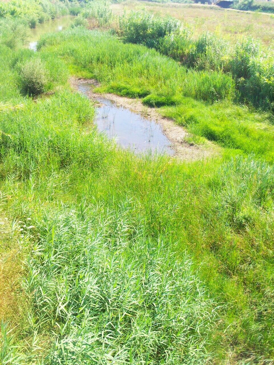 Fiume Cornia in estate.
