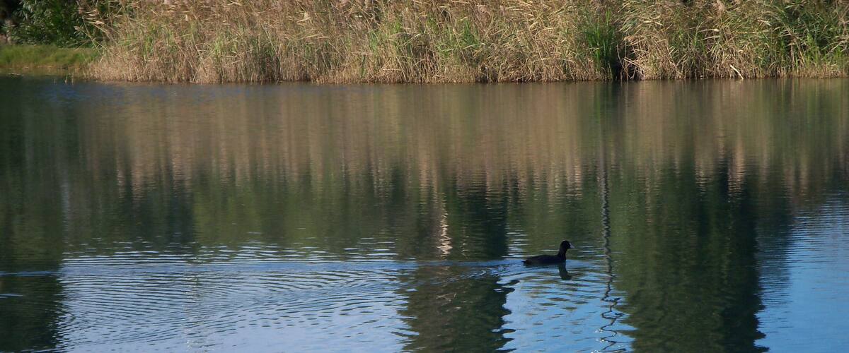 A calm lake with a duck swimming in the center.