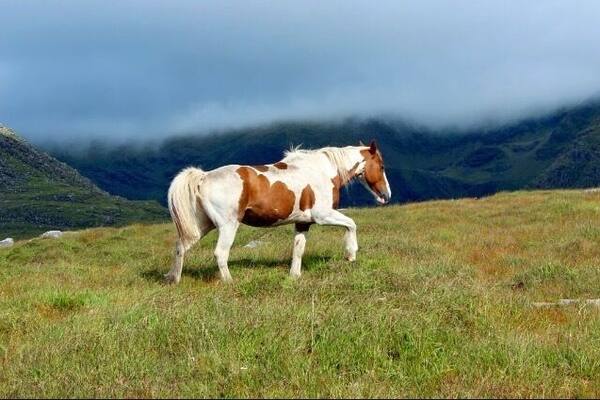 This beautiful creature was captured by me while we were driving along the fields. There are so many sheep and bourses in Ireland