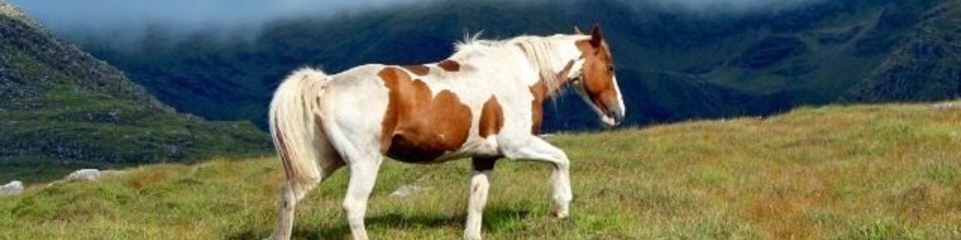 This beautiful creature was captured by me while we were driving along the fields. There are so many sheep and bourses in Ireland