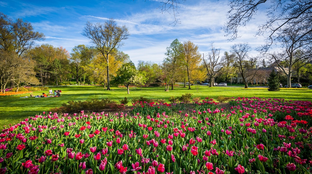 Tulips at Sherwood Gardens Park, in Baltimore, Maryland.