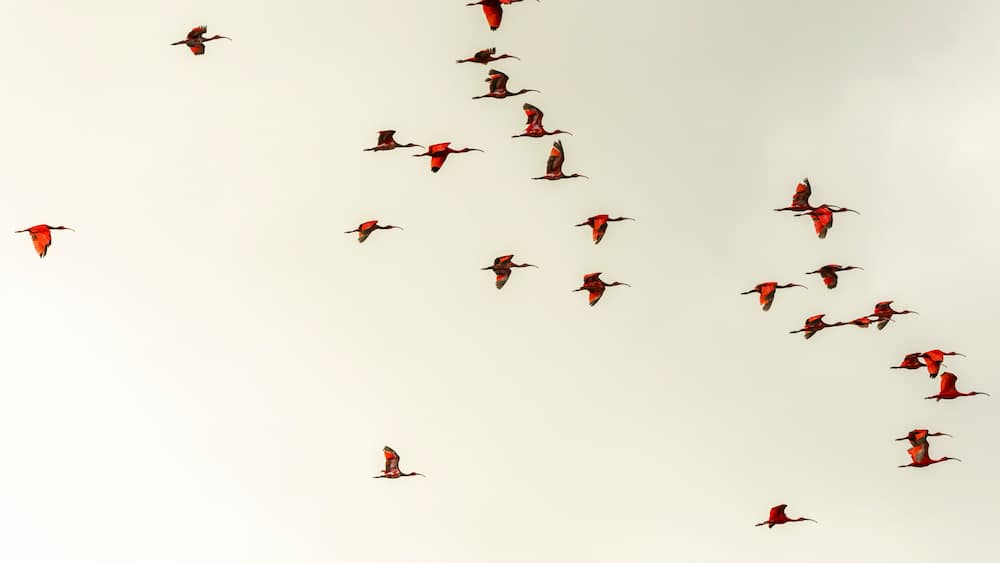 scarlet ibis birds in caroni swamps in trinidad and tobago