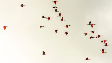 scarlet ibis birds in caroni swamps in trinidad and tobago