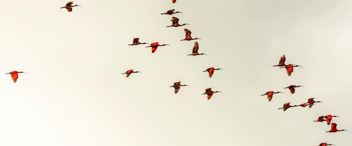 A flock of birds flying in a V-formation against a clear sky.