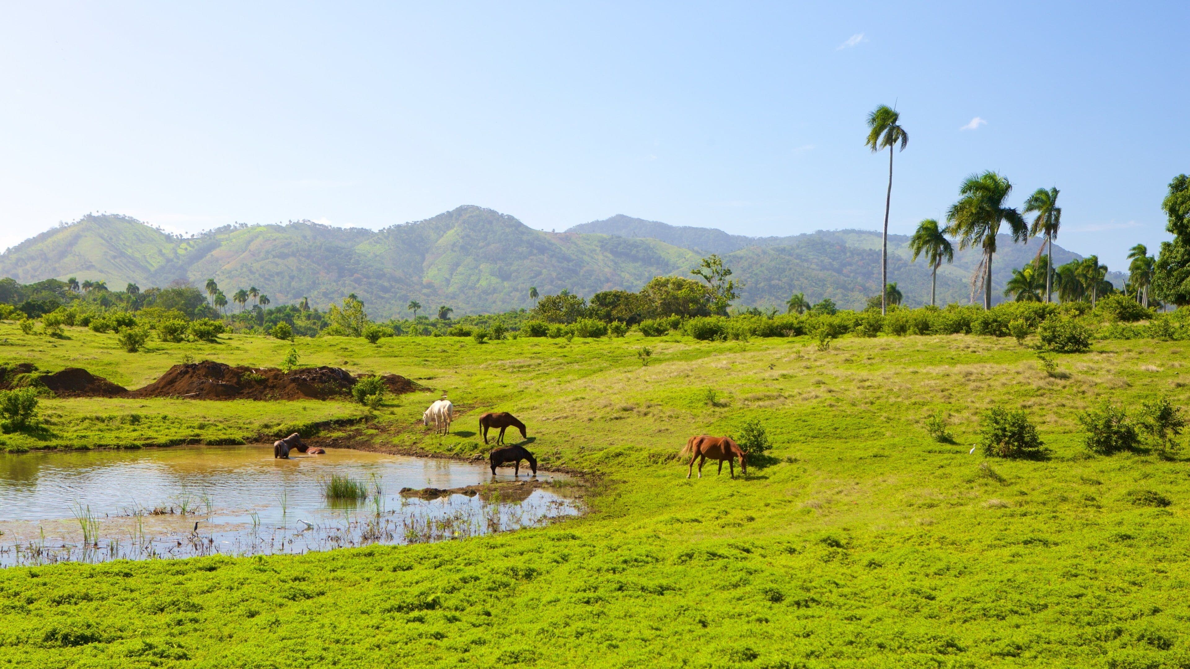 Higuey which includes animals, tranquil scenes and a pond