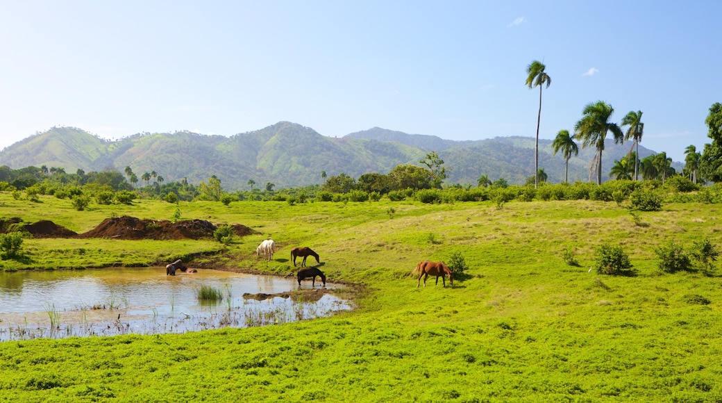 Higuey which includes animals, tranquil scenes and a pond