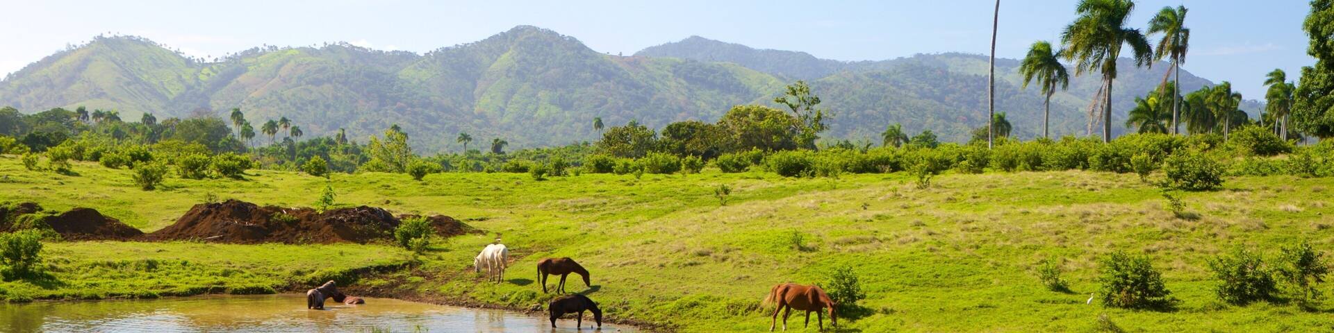 Higuey which includes animals, tranquil scenes and a pond