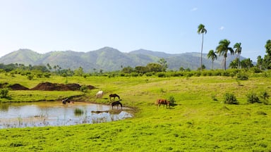 Higuey which includes animals, tranquil scenes and a pond