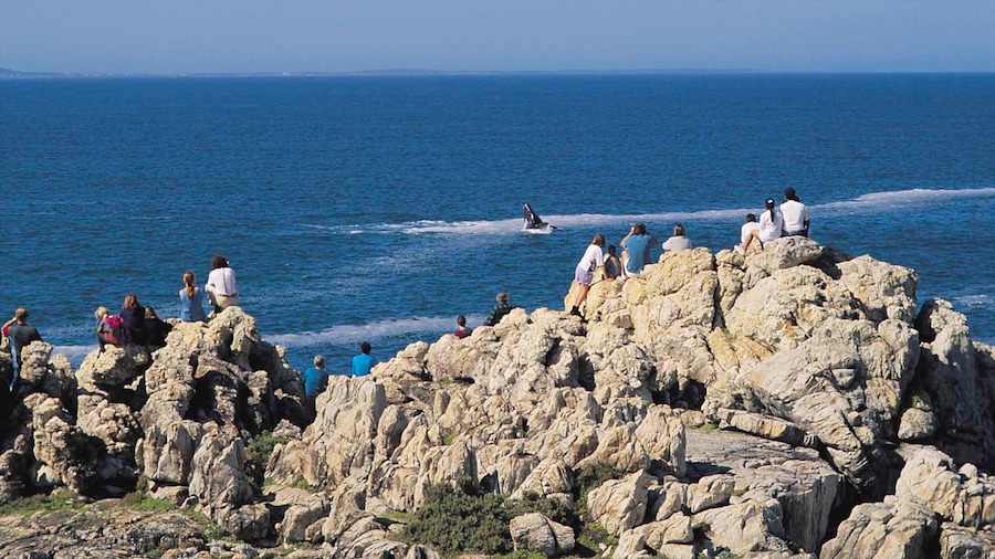 Hermanus showing landscape views and rocky coastline as well as a large group of people