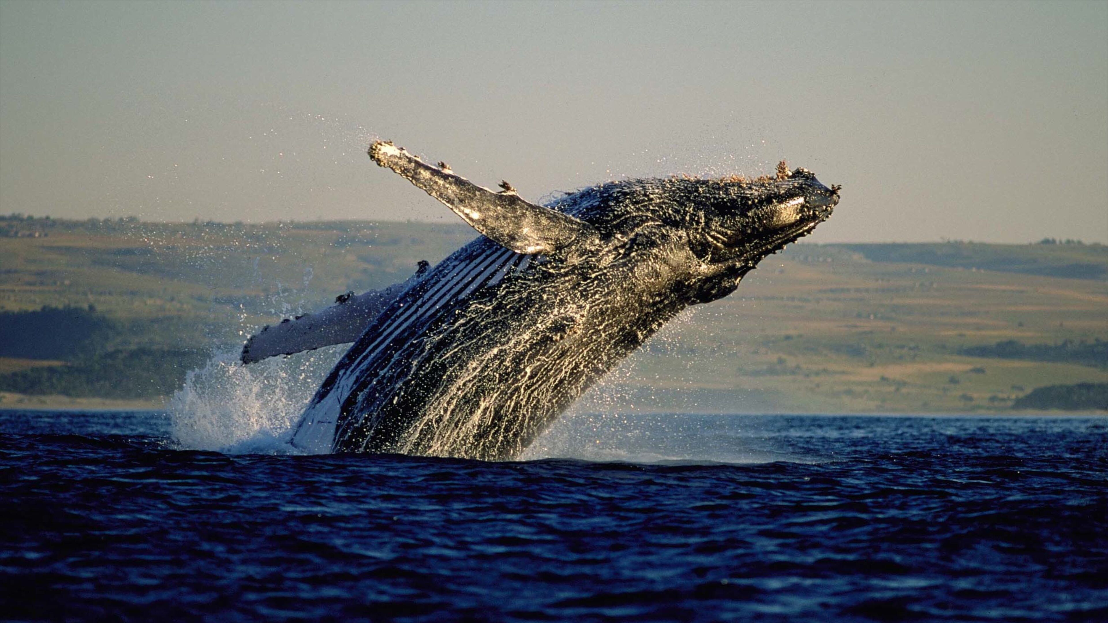 Hermanus bevat zeedieren, algemene kustgezichten en een baai of haven