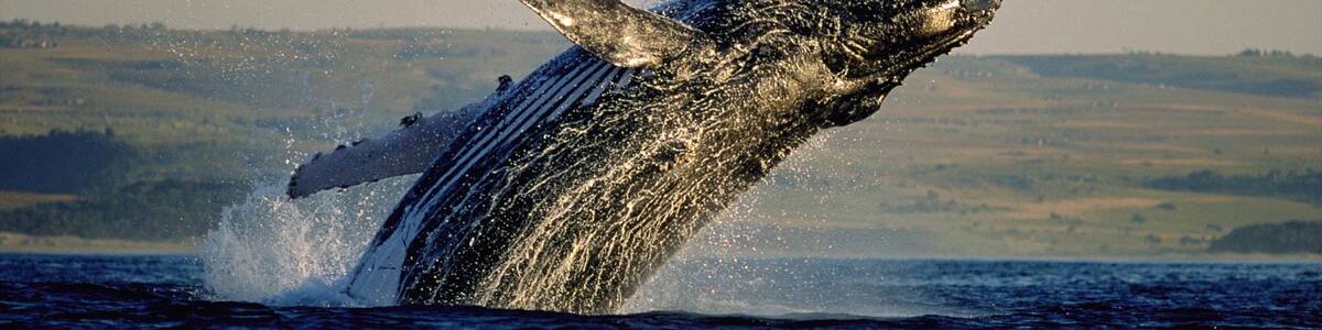 Hermanus das einen Bucht oder Hafen, Meeresbewohner und Walbeobachtung