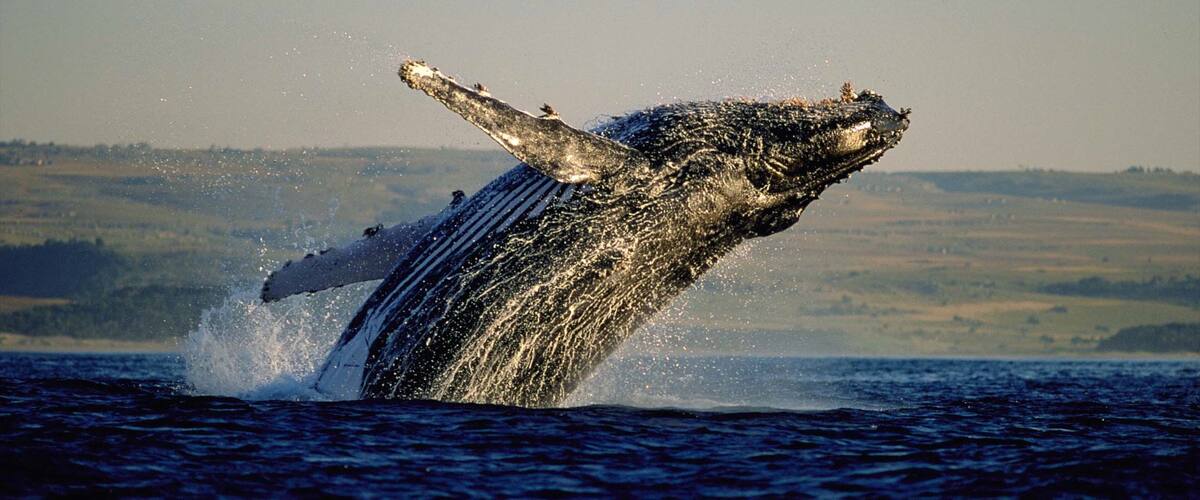 Hermanus bevat walvisspotten, een baai of haven en zeedieren