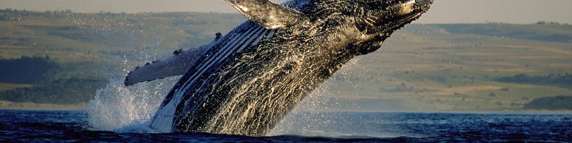 Hermanus og byder på hvalsafari, en bugt eller havn og udsigt over kystområde