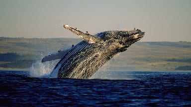 Hermanus showing marine life, a bay or harbour and whale watching