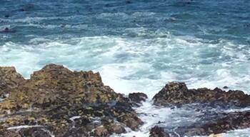 About the last whale in Hermanus this Year.