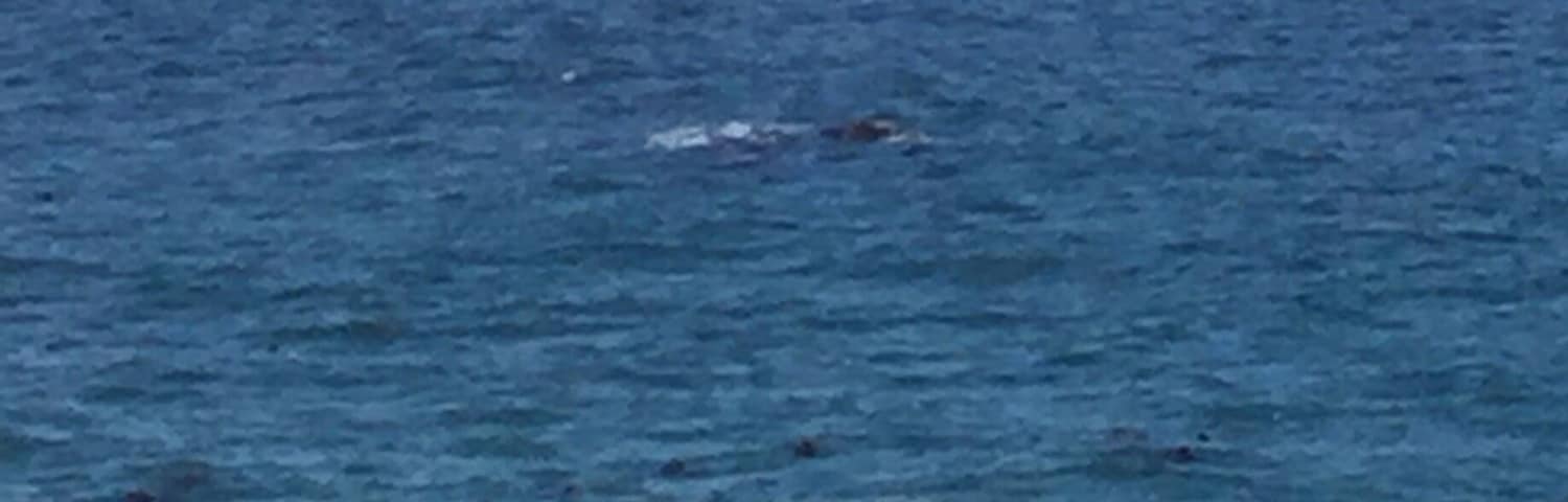 About the last whale in Hermanus this Year.