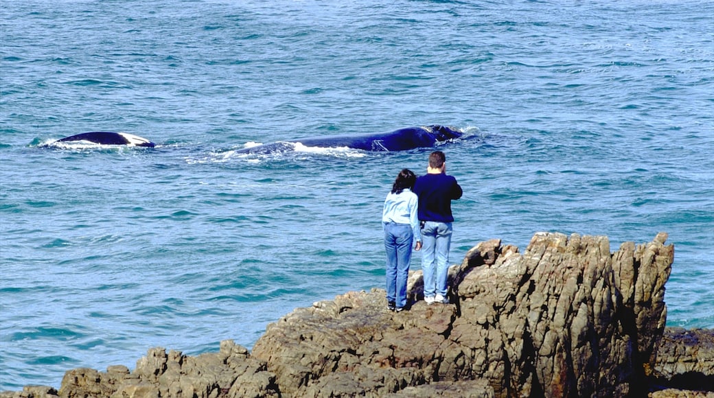 Hermanus featuring rocky coastline, landscape views and whale watching