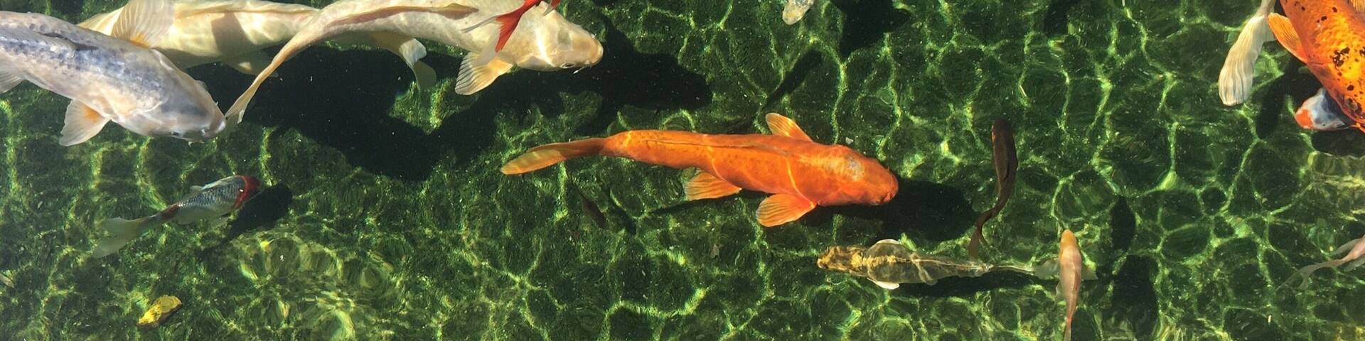 The Koi pond at Grootbos Nature Reserve Resort.