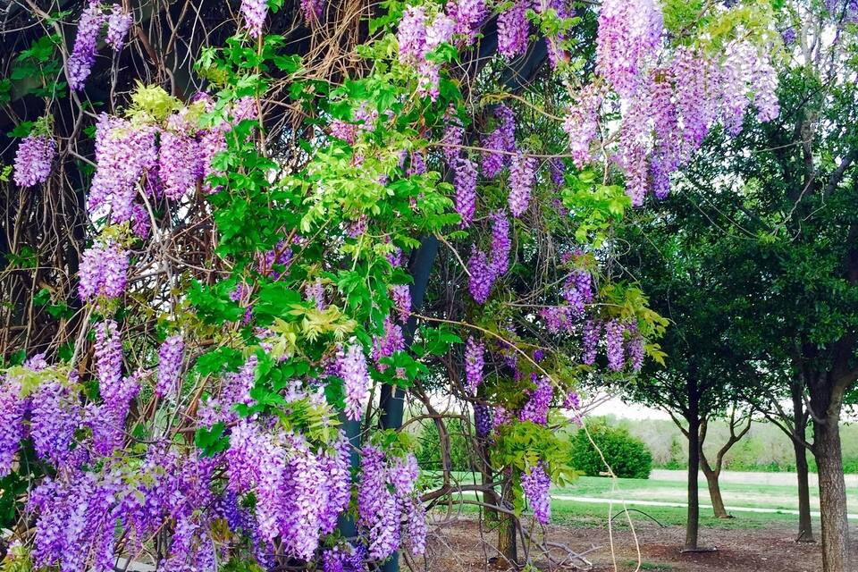 A wisteria-covered pergola in a park.