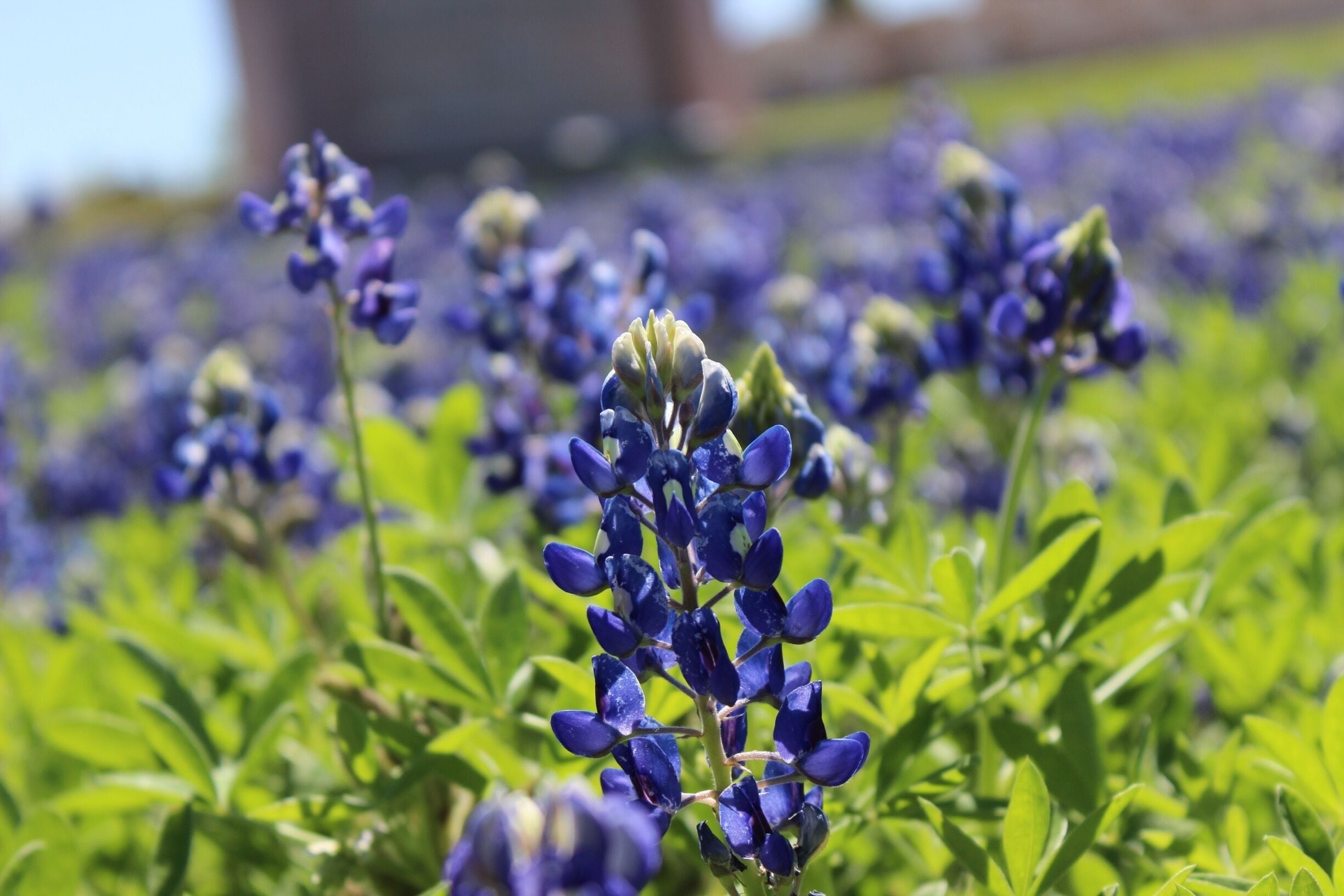 Blue Bells in bloom!