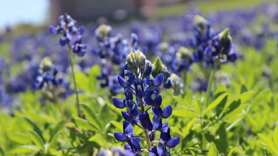 Blue Bells in bloom!