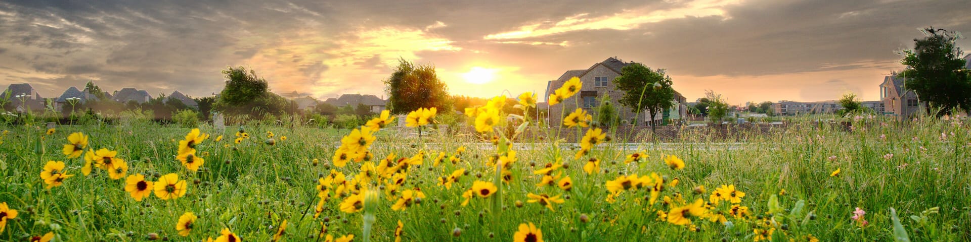 The sun sets over a field of sunflowers in beautiful Frisco, Texas