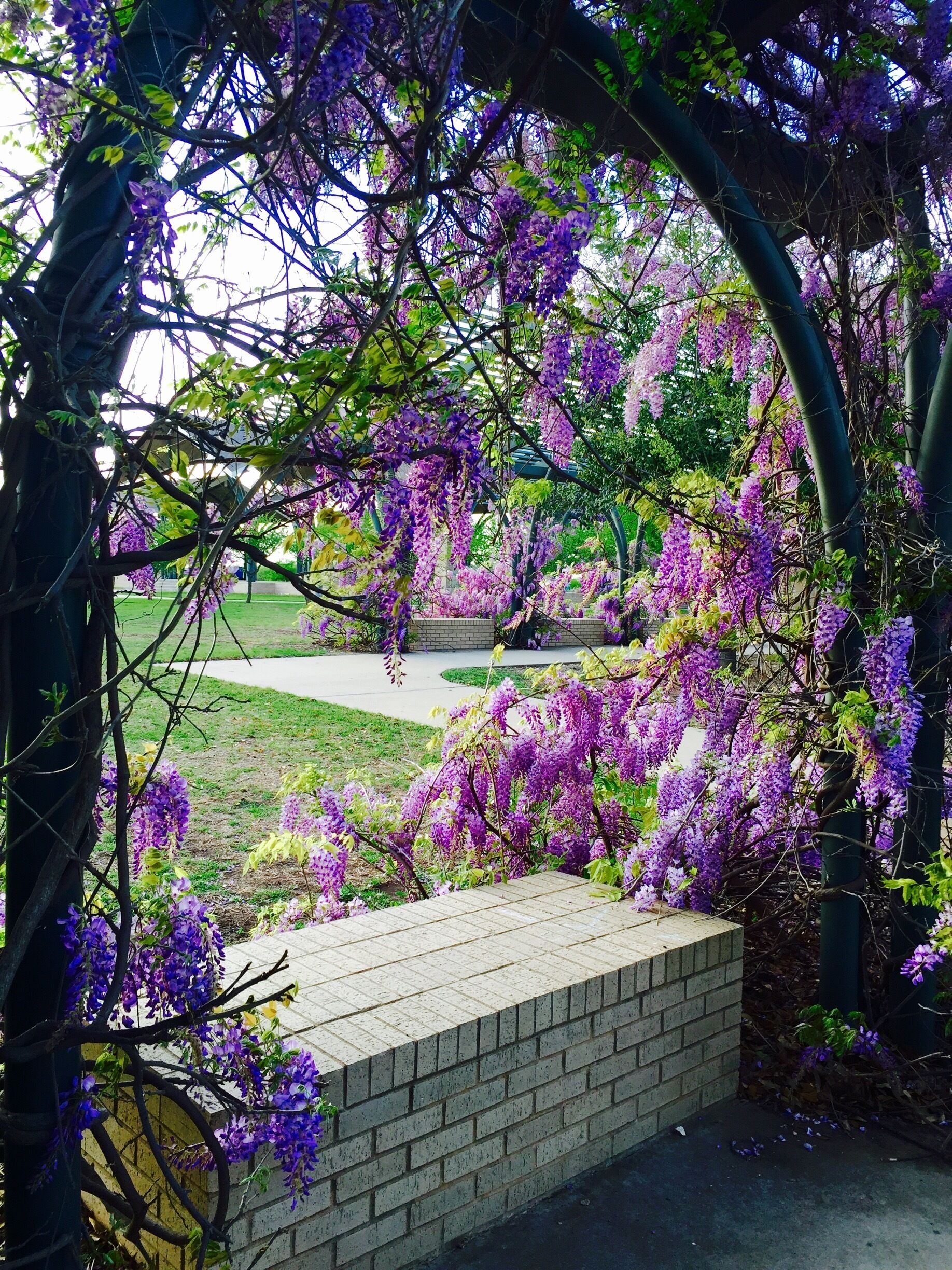 magine an all inclusive playground built to suit the needs of all children, at any age, with a focused consideration for children with special needs–a universal play adventure that brings children together and helps them build self-confidence, make friends, and play as equals. That’s exactly what Jenni Jensen set out to do after grappling with the fact that there simply weren’t many play opportunities for her daughter, Nora, who is diagnosed with Downs Syndrome. Residing in Frisco, Texas, Jenni discovered a wealth of resources and other citizens who were ready and willing to help her dream become a reality. 
This park is inclusive as it allows all kids to play and enjoy and is completely wheelchair accessible! The park has trails, pavilions and beautiful beautiful flowers. I was struck by the fragrance of these and their vibrant colour!