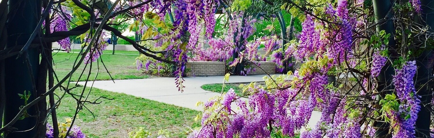 magine an all inclusive playground built to suit the needs of all children, at any age, with a focused consideration for children with special needs–a universal play adventure that brings children together and helps them build self-confidence, make friends, and play as equals. That’s exactly what Jenni Jensen set out to do after grappling with the fact that there simply weren’t many play opportunities for her daughter, Nora, who is diagnosed with Downs Syndrome. Residing in Frisco, Texas, Jenni discovered a wealth of resources and other citizens who were ready and willing to help her dream become a reality.
This park is inclusive as it allows all kids to play and enjoy and is completely wheelchair accessible! The park has trails, pavilions and beautiful beautiful flowers. I was struck by the fragrance of these and their vibrant colour!